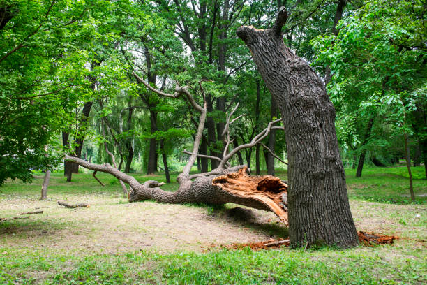 Professional Tree Removal Services in Pleasant Hill, TX