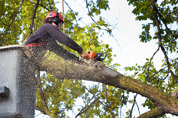 How Our Tree Care Process Works  in  Pleasant Hill, TX